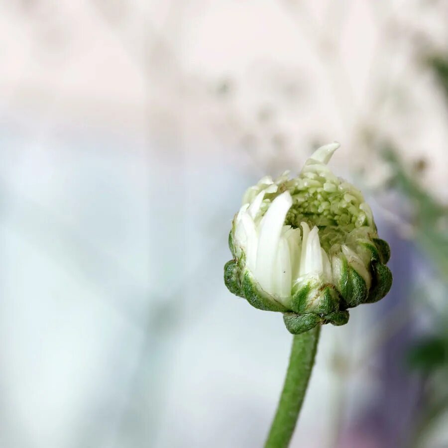 Beautiful Chrysanthemum Flower Arrangement Ideas
