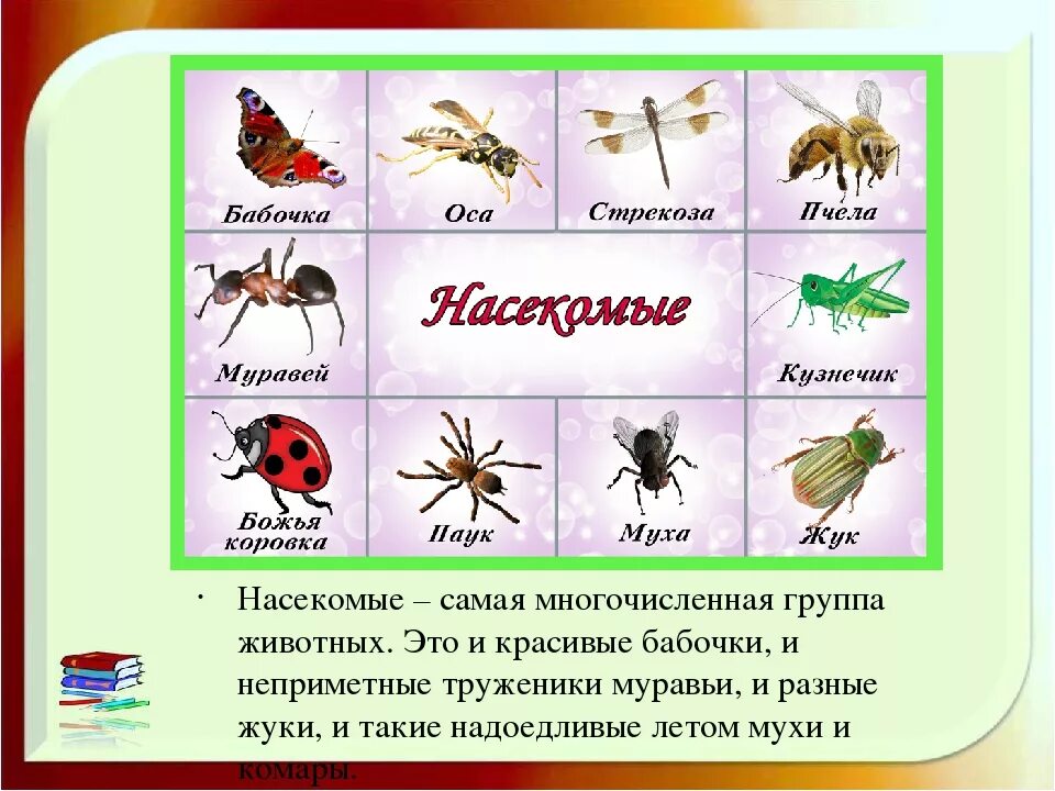 Группы насекомых. Насекомые окружающий мир. Насекомые примеры животных. Насекомые разнообразие насекомых.