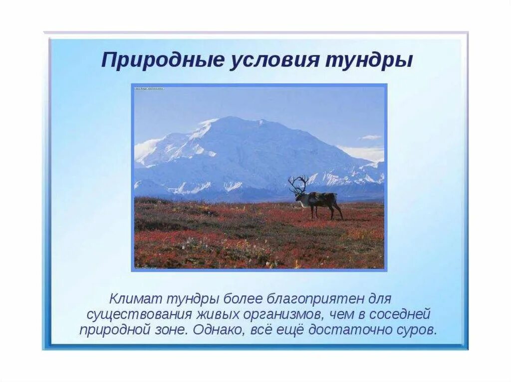 Осадки в зоне тундры. Климат тундры. Условия тундры. Природно климатические условия тундры. Зона тундры.