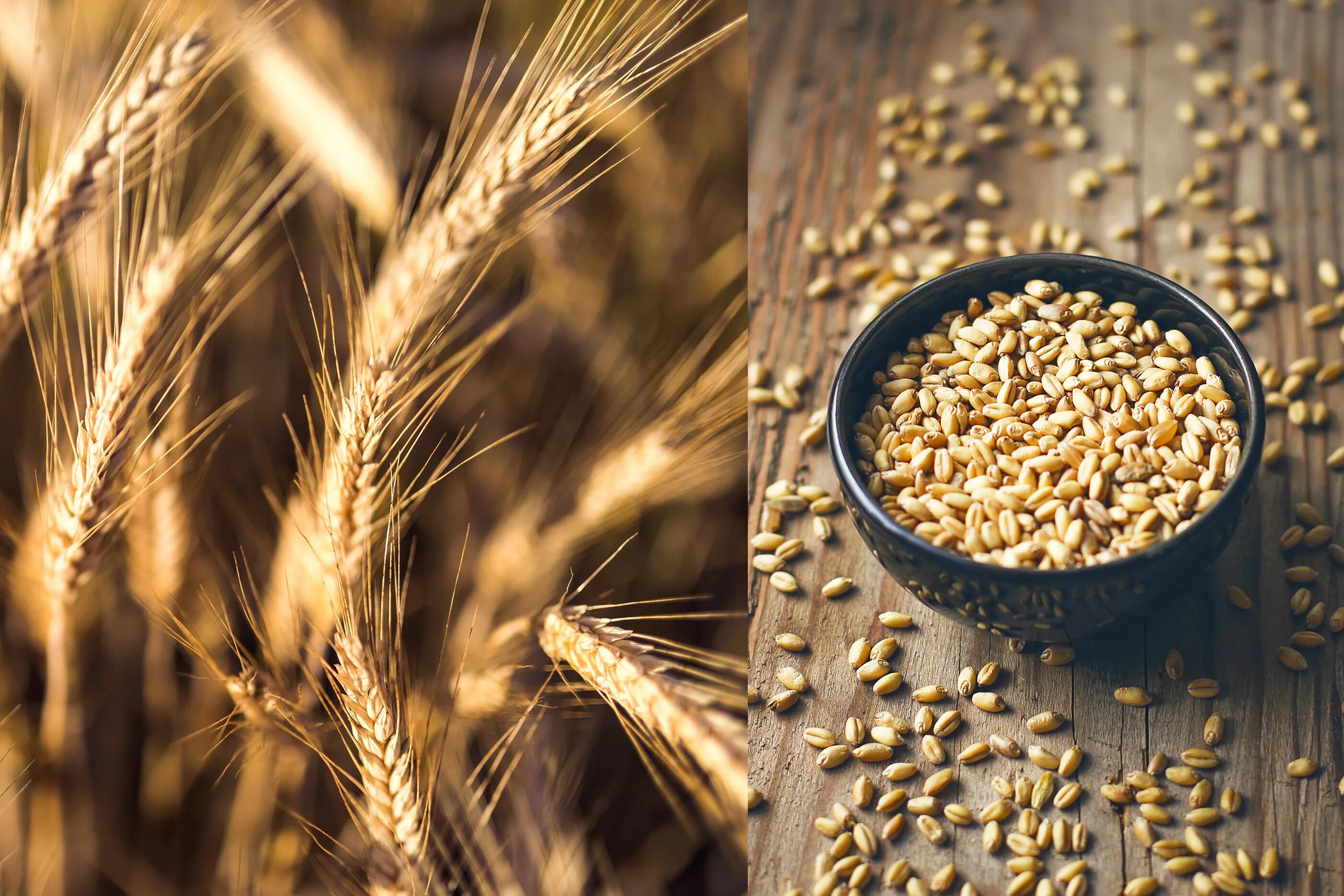 Пшеница. Зерновые культуры. Злаки пшеница. Пшеница мука.
