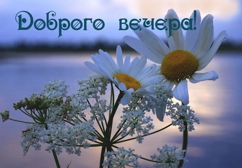 Пожелания доброго летнего вечера. Доброго летнего вечера. Хорошего летнего вечера и настроения. Хорошего летнего вечера. Открытки хорошего вечера.
