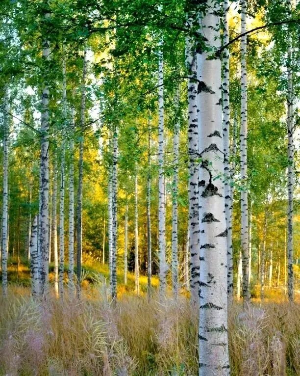 Вяземский береза. Сергей есенин стихи. Вяземский береза стих. Берёза есенин стих. Вяземский береза.