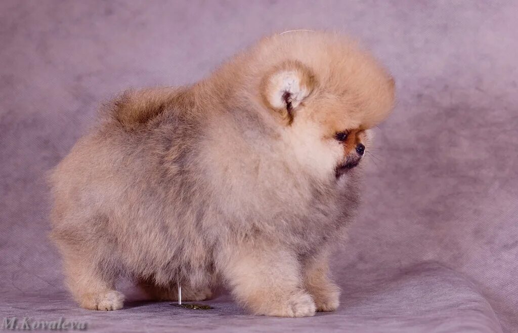 шпицы дерутся. померанский шпиц до и после стрижки. шпиц какает. немецкий шпиц какает. шпиц померанский щенок 4 месяца.