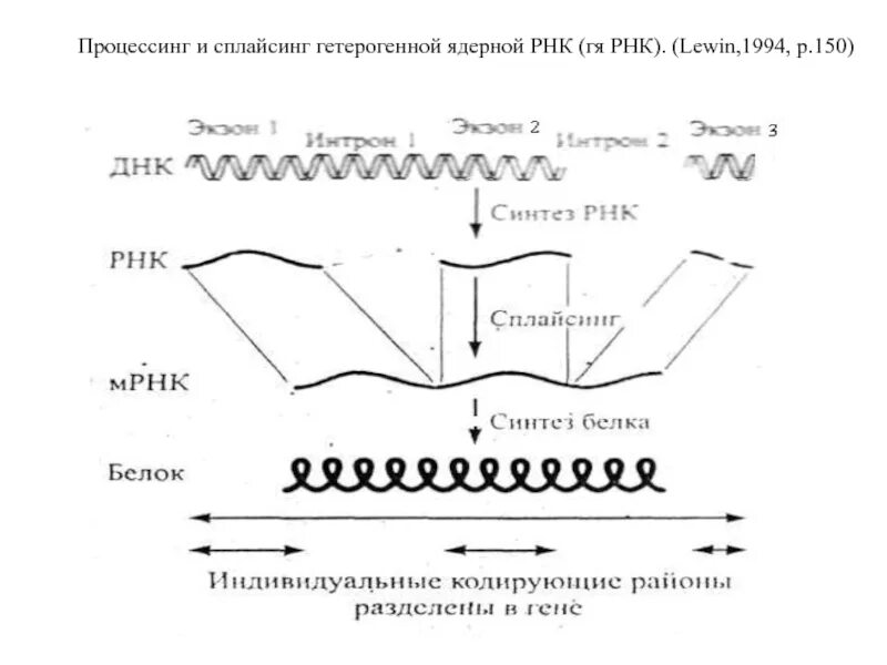 Процессинг и сплайсинг. Гетерогенная ядерная РНК. Сплайсинг ядерной РНК. Процессинг и сплайсинг РНК.