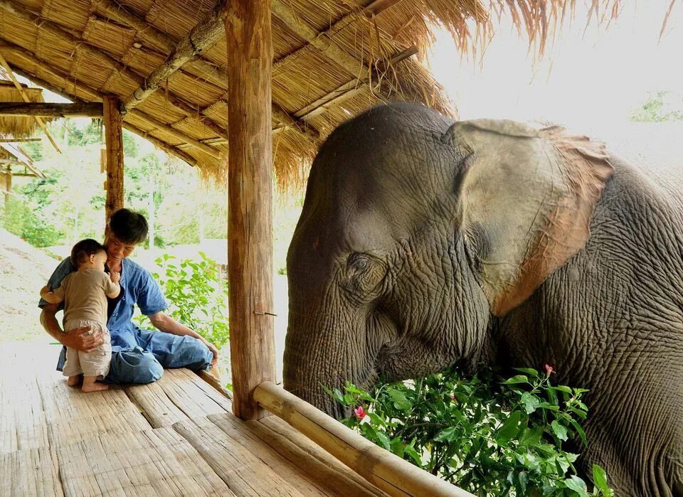 Father elephant. Добрые слоны. Животный Тайланда. Трогательные животные фото. Слон отец.