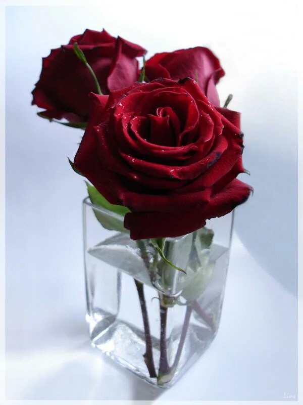 Если рассматривать красные розы через зеленое стекло. Розы в вазе. Розы в прозрачной вазе.