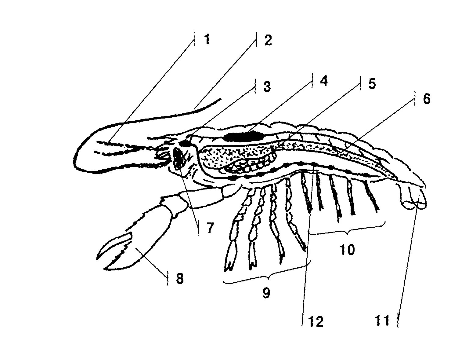 Сделайте подписи к рисунку строение. Десятиногие ракообразные строение. Внутренне строение ракообразных. Строение членистоногих ракообразные. Строение ракообразных биология.