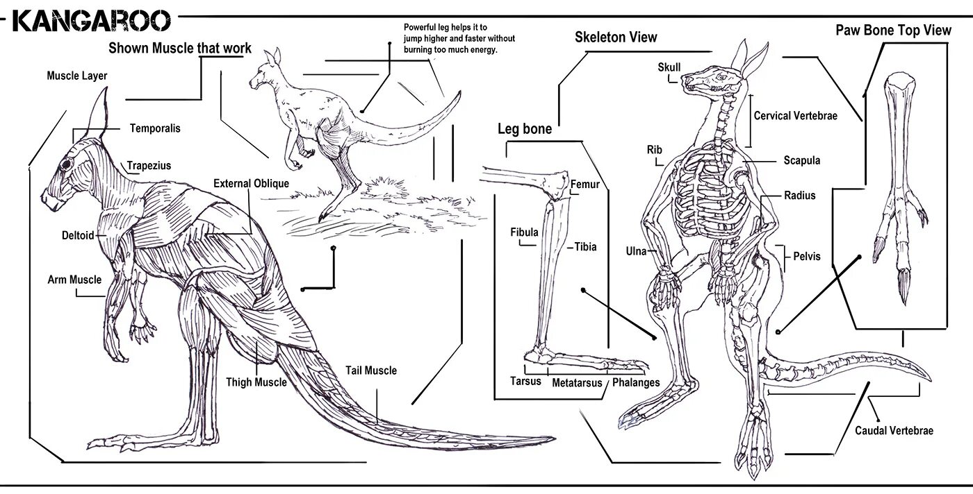 Скелет задних конечностей у млекопитающих. Скелет кенгуру строение. Строение скелета сумчатых. Строение сумчатых млекопитающих. Строение ноги кенгуру.
