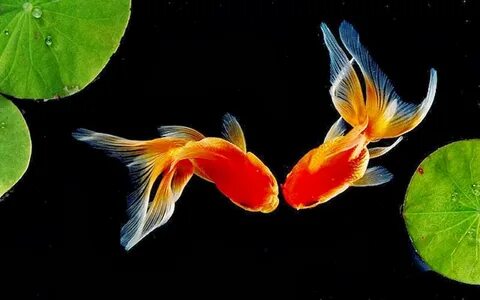 Golden fish 2