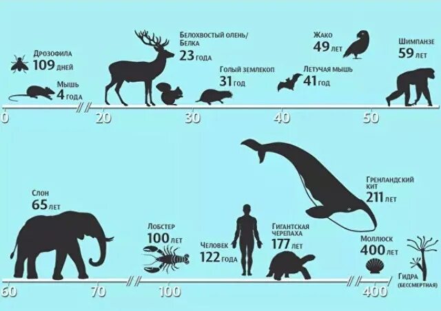 Сколько живут все животные. Продолжительность жзниживотных. Продолжительностьдизни животных. Продолжительность жизни животных животных. Животное и Продолжительность жизни.