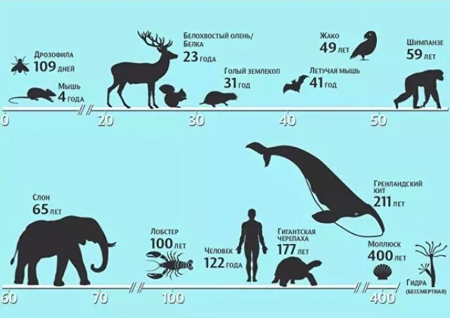 Жизнь животных в разное время