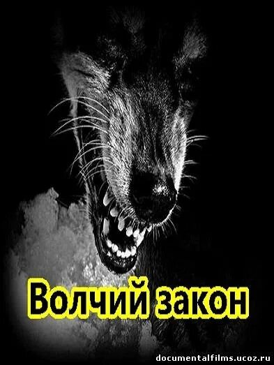 нельзя бросать любимых. волчий закон 3. волчий закон 3. даже волки своих не бросают. волчий закон 3.