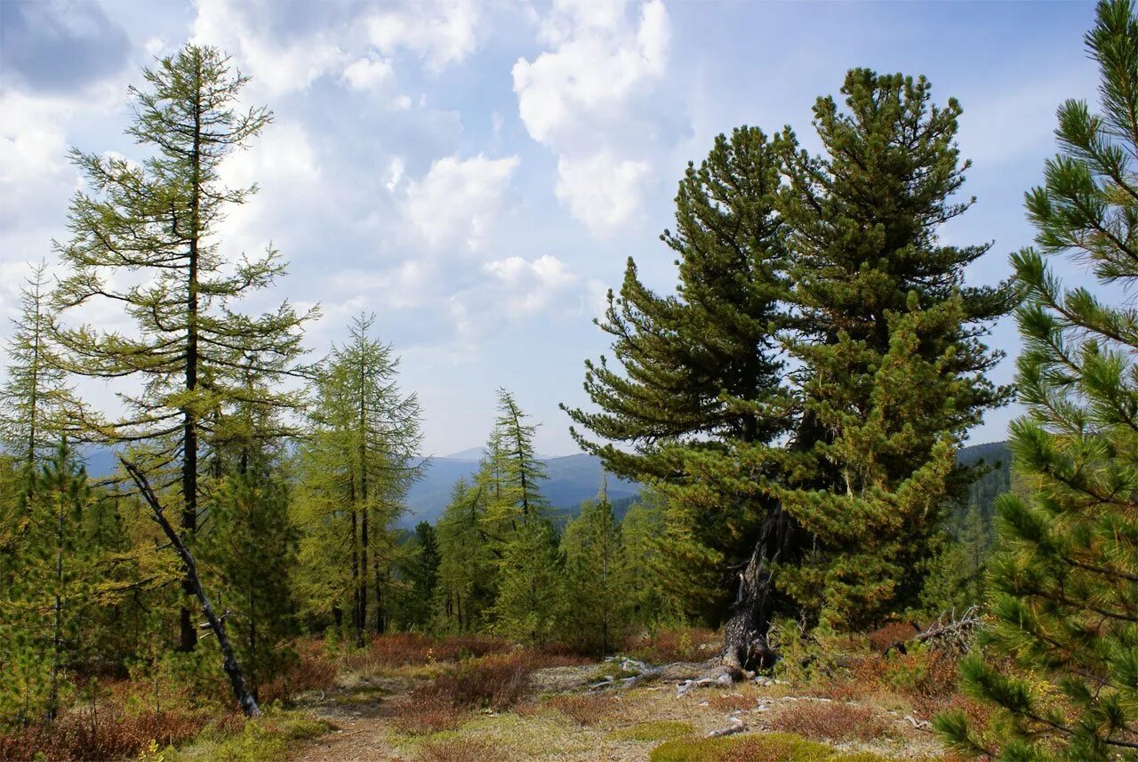 сибирский кедр деревья сибири. черневая тайга алтая. тайга. кедры. тайга.