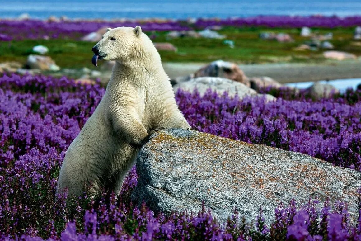 Арктическая тундра растения. Белый медведь в тундре. Белый медведь Усть Ленский заповедник. Животные и растительный мир весной