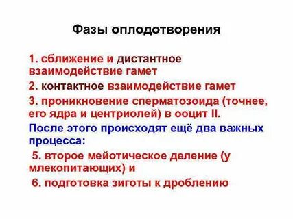2 фаза оплодотворения