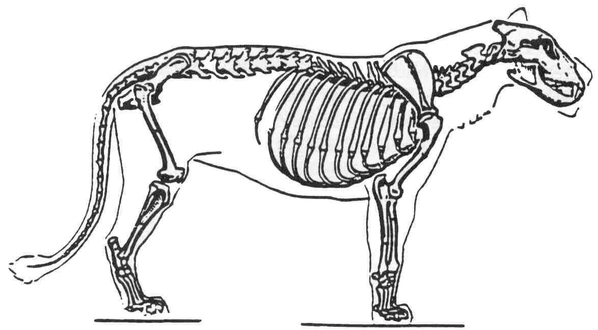 Грудной отдел скелета млекопитающих. Скелет позвоночных четвероногих животных. Грудная клетка млекопитающих. Грудная клетка собаки. Скелет грудной клетки собаки.
