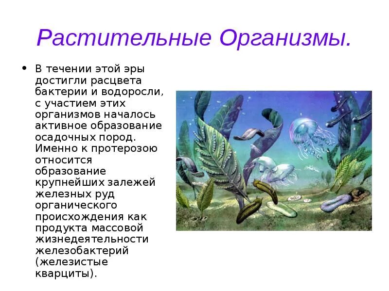 Периоды протерозойской эры эры. Протерозойская Эра Эра животные и растения. Одноклеточные водоросли протерозой. Карельский период протерозойской эры. Живые организмы протерозойской эры