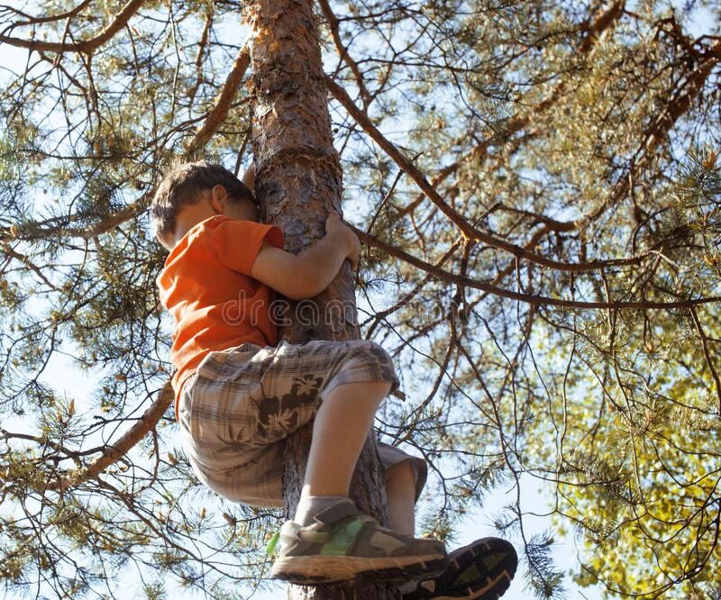 Забираться в чащу. Человек лезет на дерево. Мальчишка на дереве. Залезть на дерево. Карабкаться на дерево.