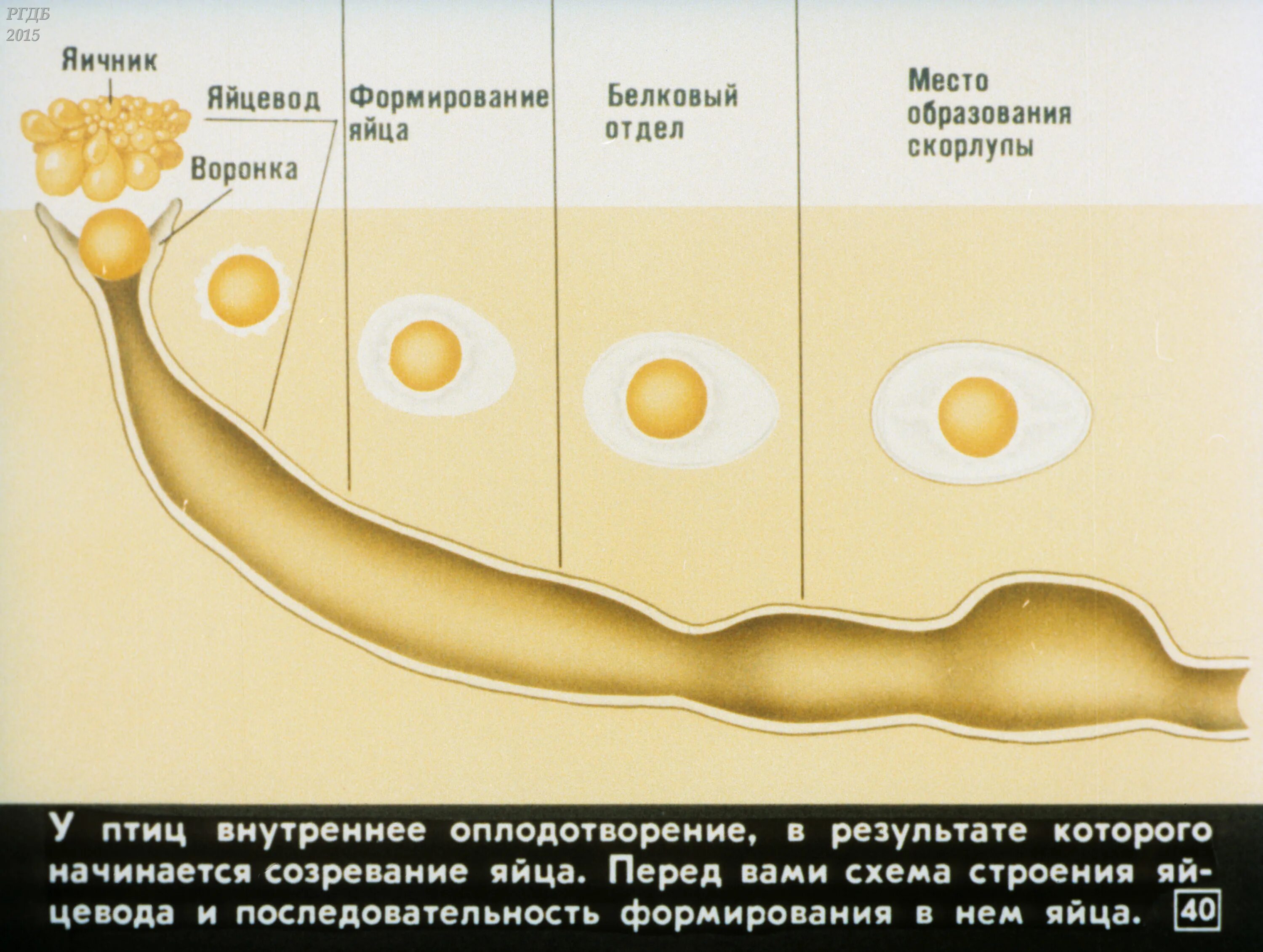 Как оплодотворяют яйца куры. Процесс формирования яйца. Как происходит оплодотворение у птиц. Этапы формирования яйца в яйцеводе. Формирование яйца у птиц в яйцеводе.