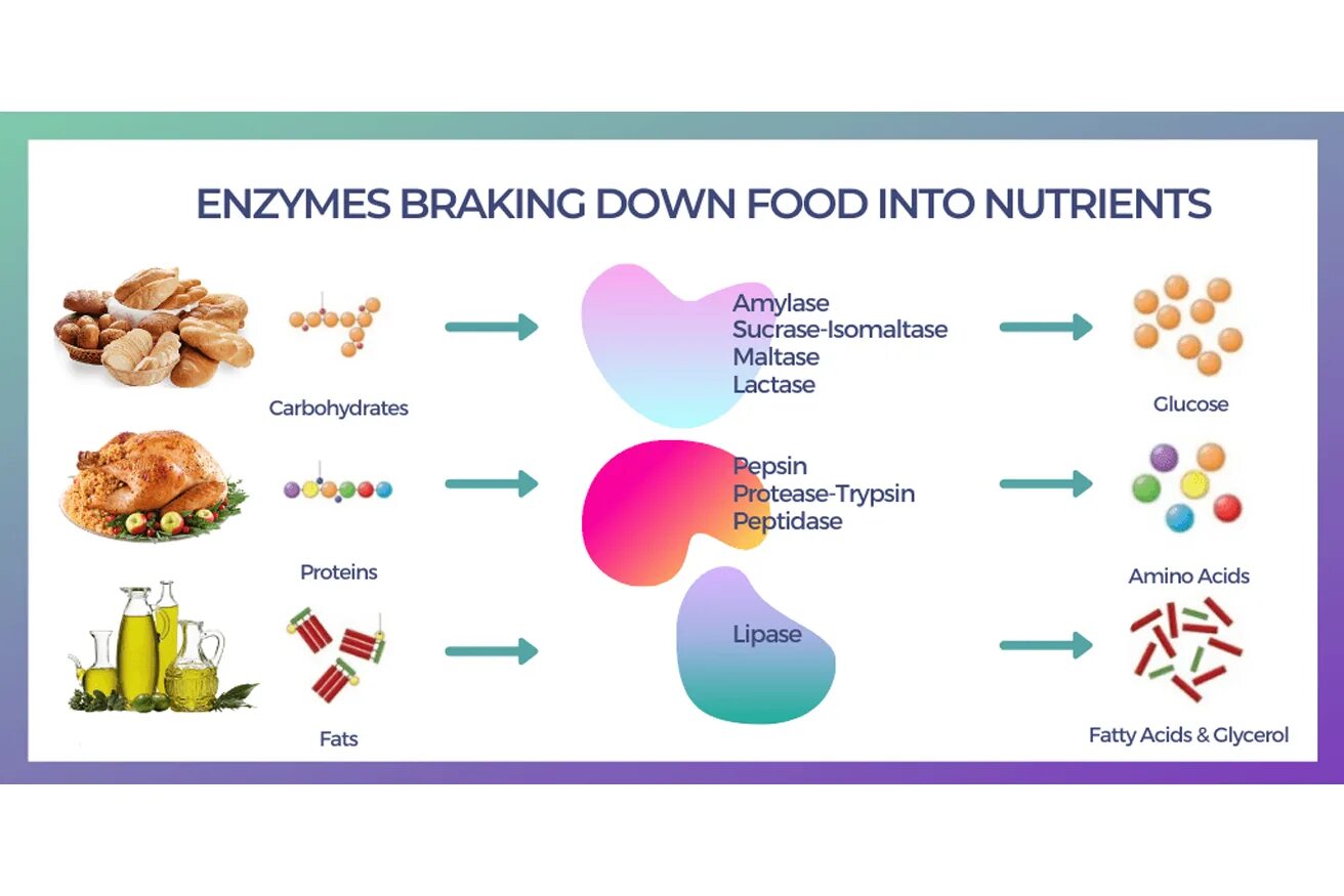 Амилаза липаза протеаза. Ферменты в продуктах. Липаза фермент. Пищеварительные ферменты food Enzymes. Ферменты воды в организме