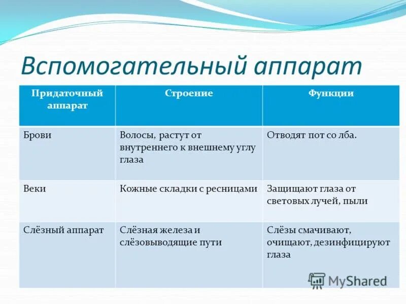 Заполните таблицу строение органа зрения. Вспомогательный аппарат глаза таблица. Структуры вспомогательного аппарата глаза. Вспомогательный аппарат защитный аппарат таблица. Вспомогательный аппарат глаза функции.