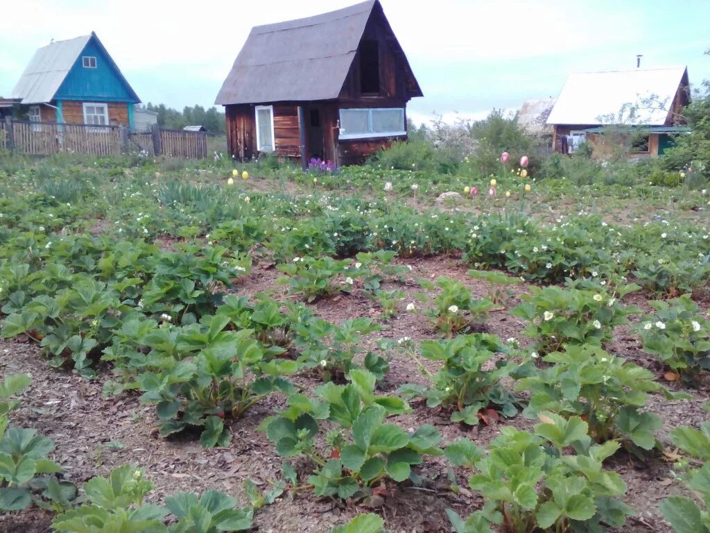 Дачные огороды в Байкальске. СНТ горный. Байкал в садоводстве это. Дача на Байкале. Купить дачу горный