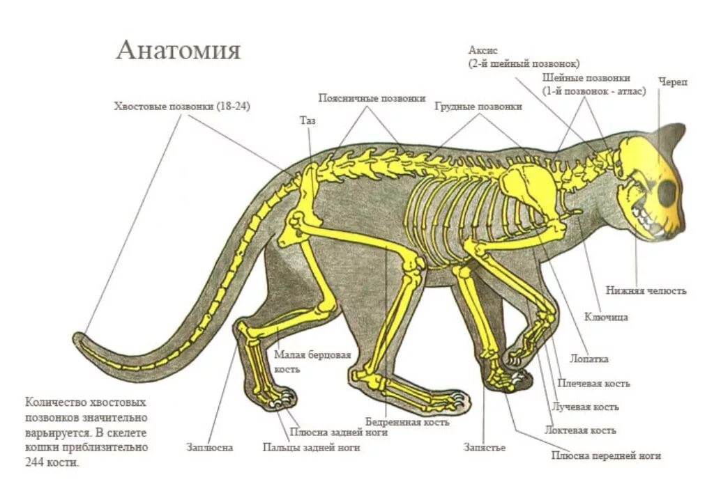 Анатомические особенности животных