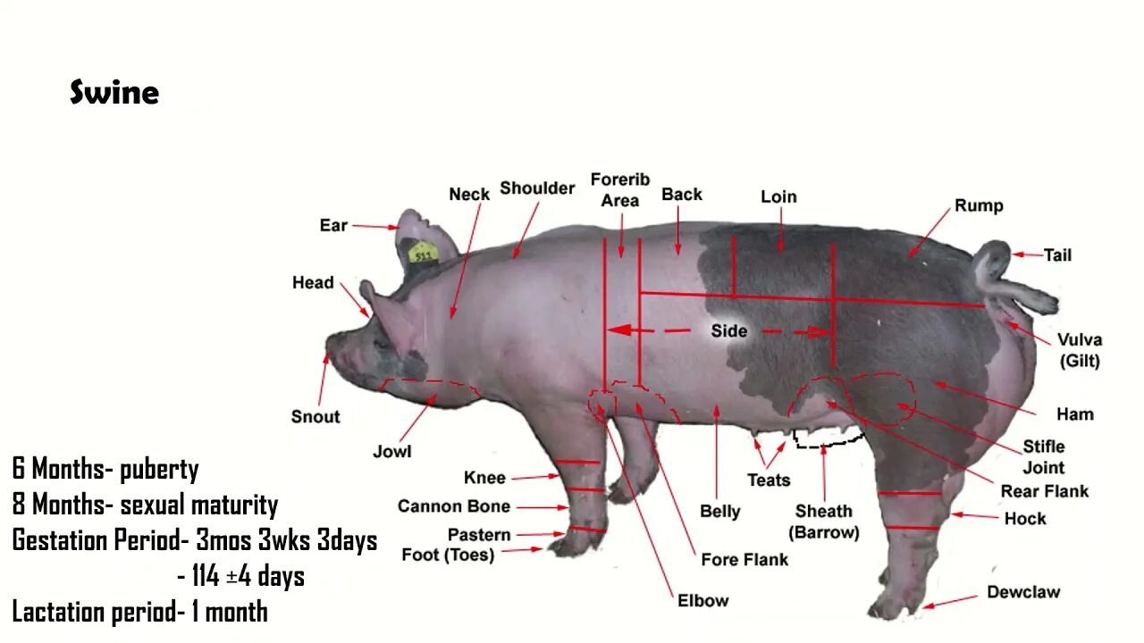 Свинья шея где находится. Расположение сердца у свиньи. Анатомия свиньи.