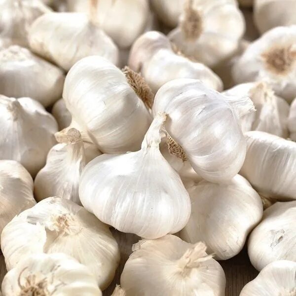Чеснок острый. Чеснок на белом фоне. Фото всех сортов чеснока. Чеснок презентация. Луковица чеснока.