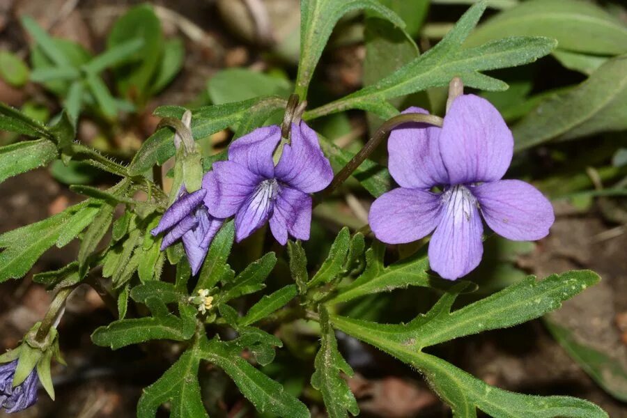 Цветы похожие на лен. Фиалка рассечённолистная Viola dissecta. Viola palmata фиалка пальчатая. Фиалка надрезанная Viola Incisa. Фиалка дланевидная (Viola palmate).