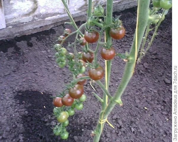 Томат диковинка. Томат диковинка. Томат диковинка аэлита. Томат диковинка аэлита. Томат диковинка фото.