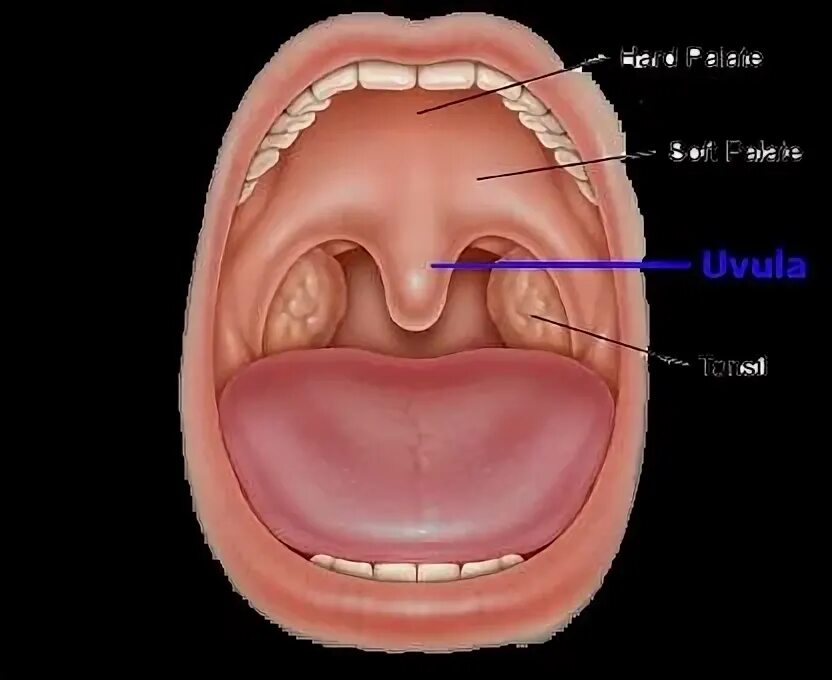 Увула 6 букв