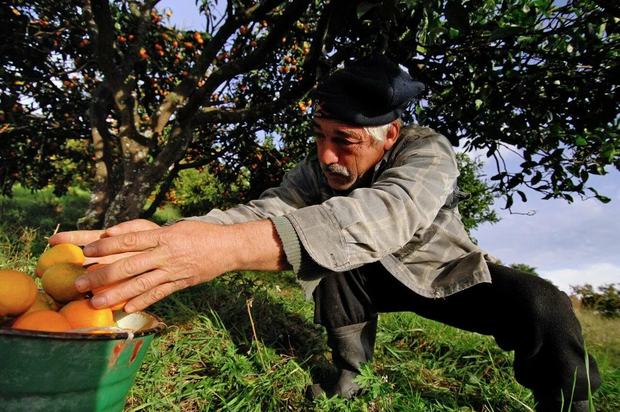 Грузин мандарин. Плантации мандарин в Абхазии. Плантация мандаринов в Абхазии. Сады мандаринов в Абхазии. Абхазские мандарины плантации.