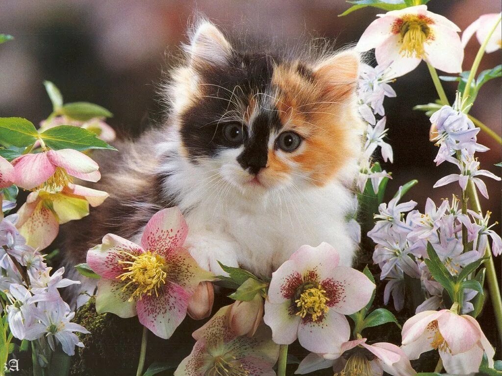 Открытка кот с цветами. Котик с цветами. Красивые котята. Котенок в цветах. Котенок с цветочком.