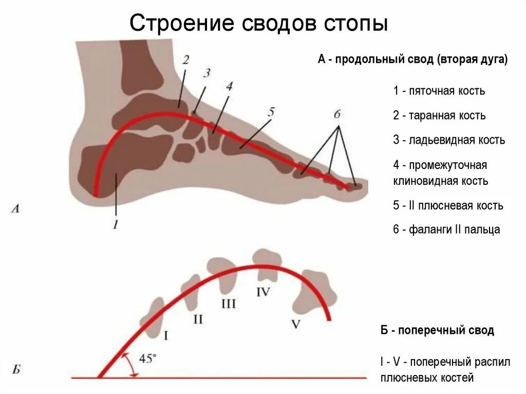 Свод стопы лечение. Свод стопы сбоку. строение поперечного свода стопы. строение продольного свода. пассивные затяжки продольных сводов стопы.