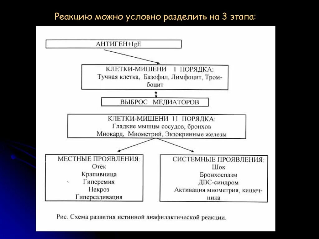 Патогенез анафилактоидной реакции. Патогенез анафилактоидного шока. Патогенез развития анафилактического шока. Патогенез анафилактического шока схема. Анафилактический шок патогенез