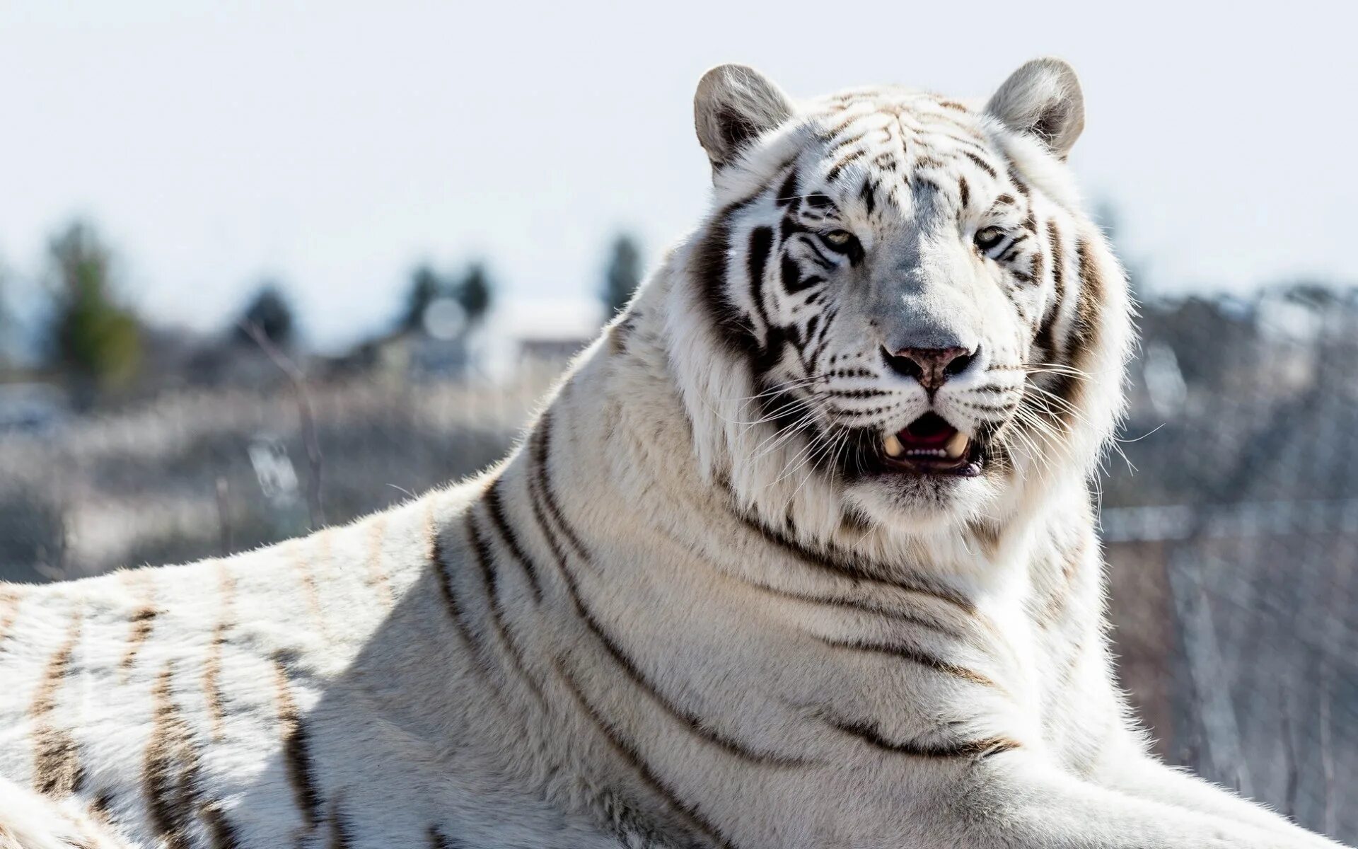Какой тигр белый. Мазандаранский тигр. Уссурийский тигр белый. Амурский тигр белый. Мазандаранский тигр животное.