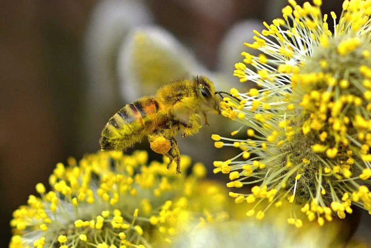 Пыльца с растений собрать. Пчелиная пыльца (bee pollen). пчела с пыльцой. цветочная пыльца на пчеле. пыльца обножка.