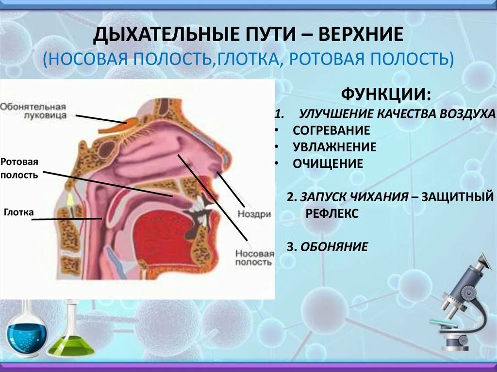 Дыхательная система носовая полость строение и функция. Дыхательные пути и строение носовой полости. Строение верхних дыхательных путей. Дыхательные пути носовая полость.