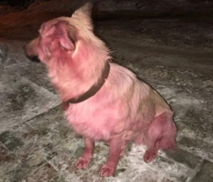 Почему собаки розовые. Розовый окрас собаки. Розовая собака фото. Розовая собака в Воронеже.