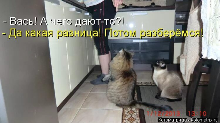 Поговорки про панику. Разберемся юмор. Я сначала паникую. Разберусь потом. Потом разберемся.