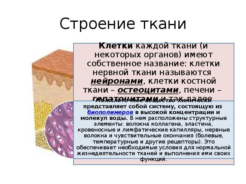 Почему ткани выполняют разные функции. Строение ткани. Строение тканей человека. Ткани человека презентация. Ткани человека анатомия.