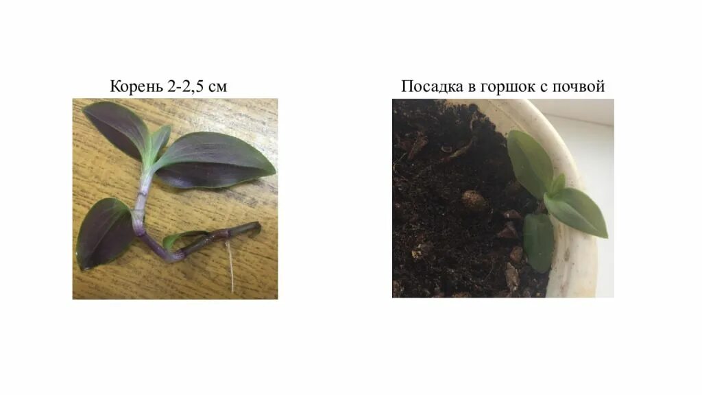 Черенкование комнатных растений лабораторная работа 6 класс. Традесканция размножение черенками. Традесканции, колеуса, бегонии.. Традесканция корни. Отросток с корнями традесканция.