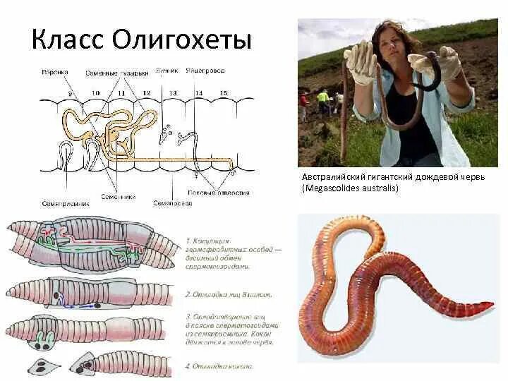 Система малощетинковых червей. Тип кольчатые черви олигохеты. Малощетинковые олигохеты строение. Малощетинковые кольчатые черви характеристика. Малощетинковые черви строение.