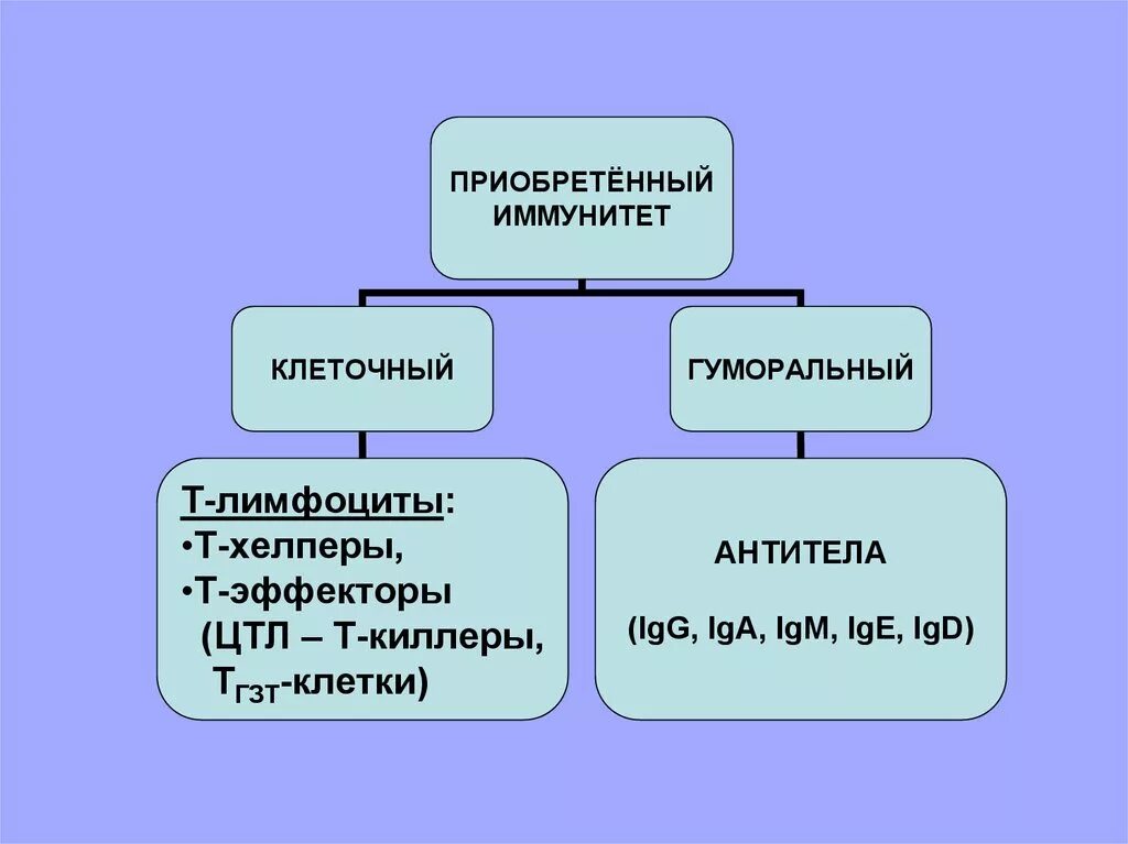 Приобретенный иммунный ответ. Клетки приобретенного иммунитета. Клеточный приобретенный иммунитет. Приобретенный иммунитет клеточный и гуморальный. Клеточные и гуморальные факторы иммунитета.