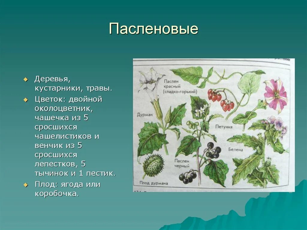 Двудольные растения Пасленовые. Покрытосеменные Пасленовые. Представители пасленовых растений. Семейство Пасленовые представители.