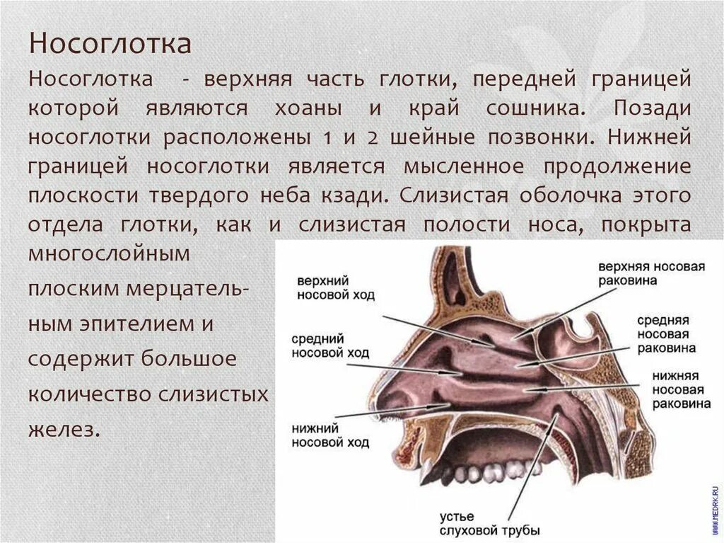 Полость носа анатомия строение и функции. Носовая полость строение хоаны. Полость носа носоглотка ротоглотка. Строение носовой полости и носоглотки.