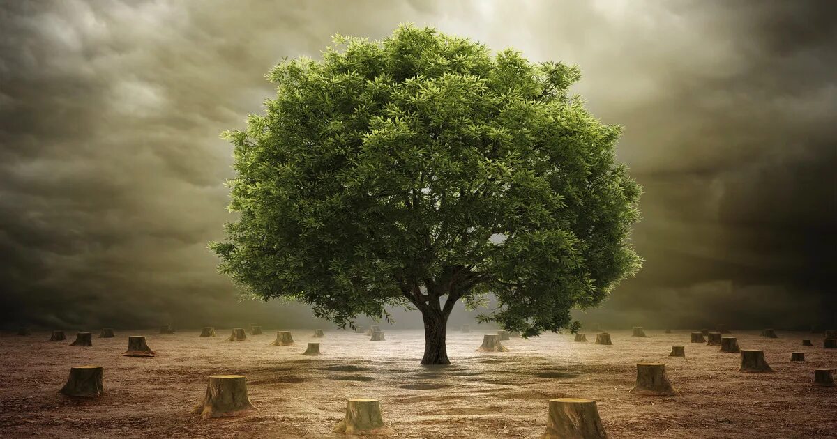 Дерево жизни. Мистическое дерево. Древо жизни фото. Дерево экология.
