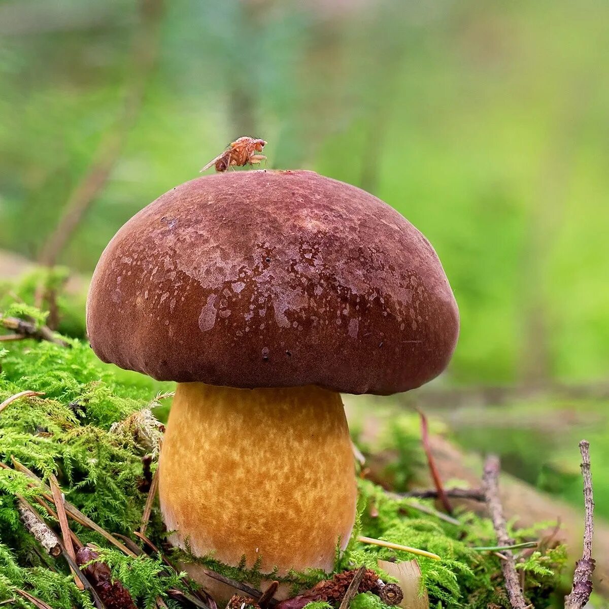 Моховик польский гриб. Польский гриб (Xerocomus badius). Польский белый гриб и моховик. Моховик Боровик гриб. Т боровик