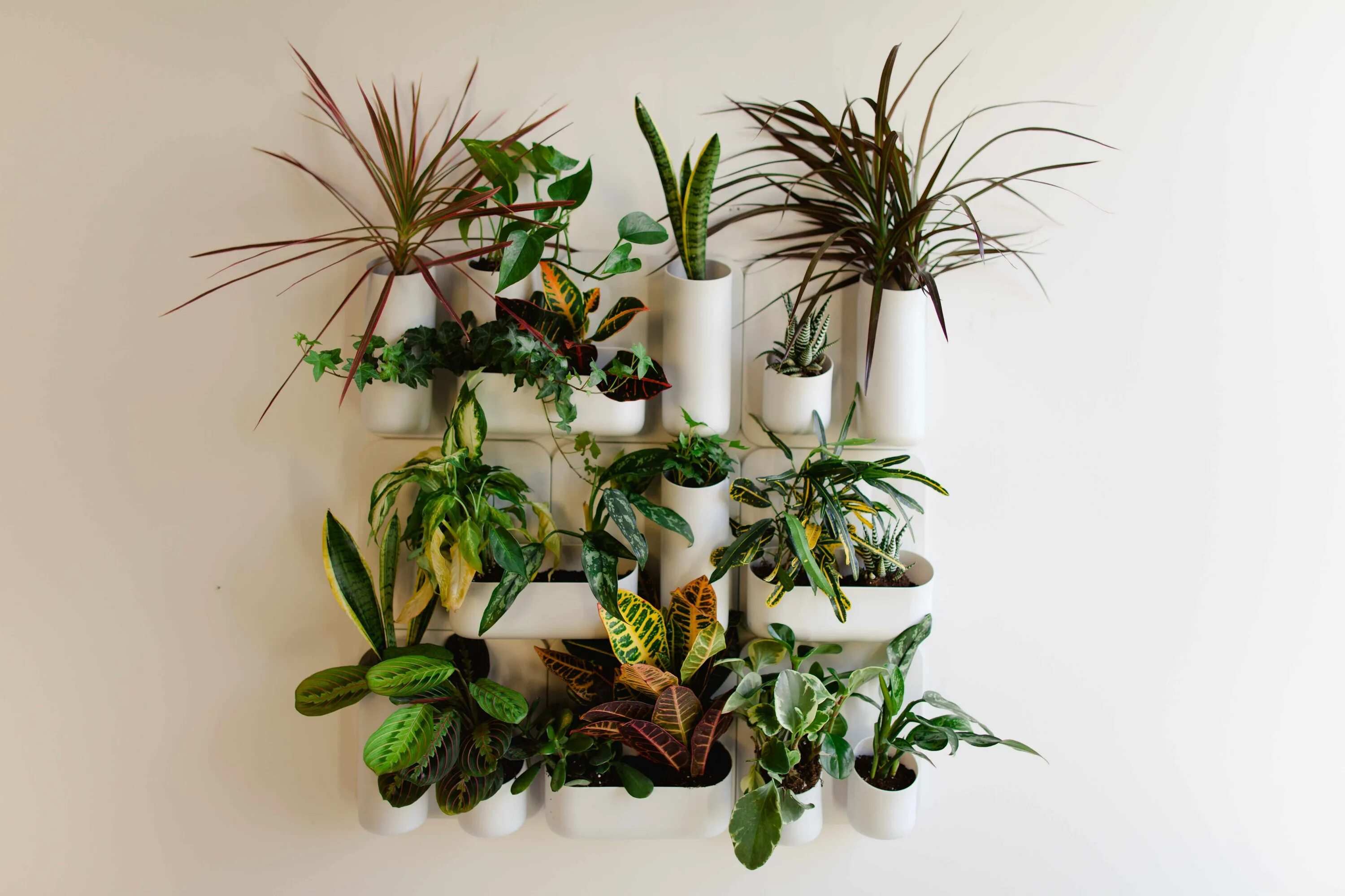 Композиция из растений. Композиции комнатных растений. Композиции в горшках из комнатных растений. Мирт во флористике. Композиции из комнатных растений.